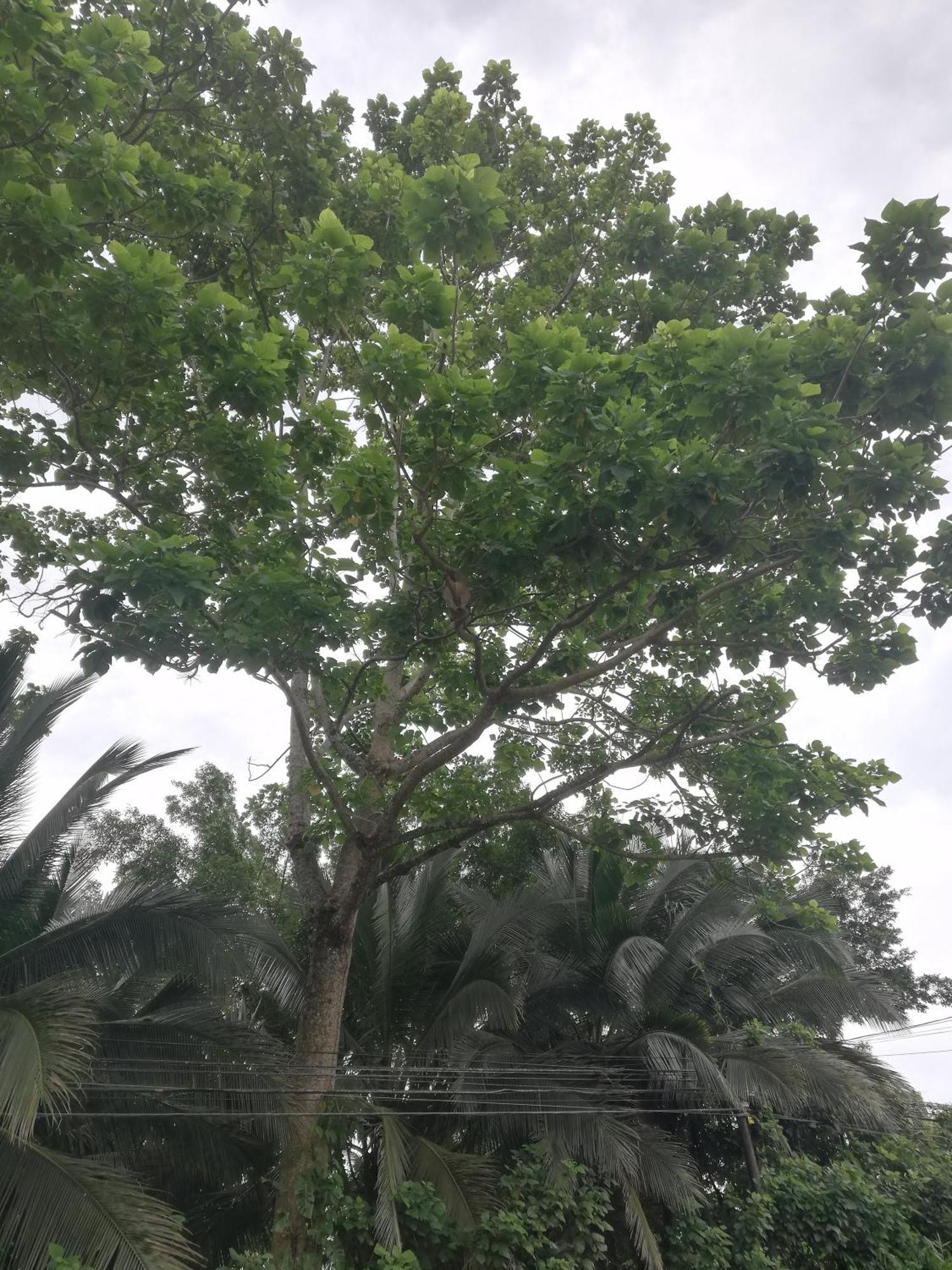 Paraiso Verde Siqurres Da Alegria Buitenkant foto