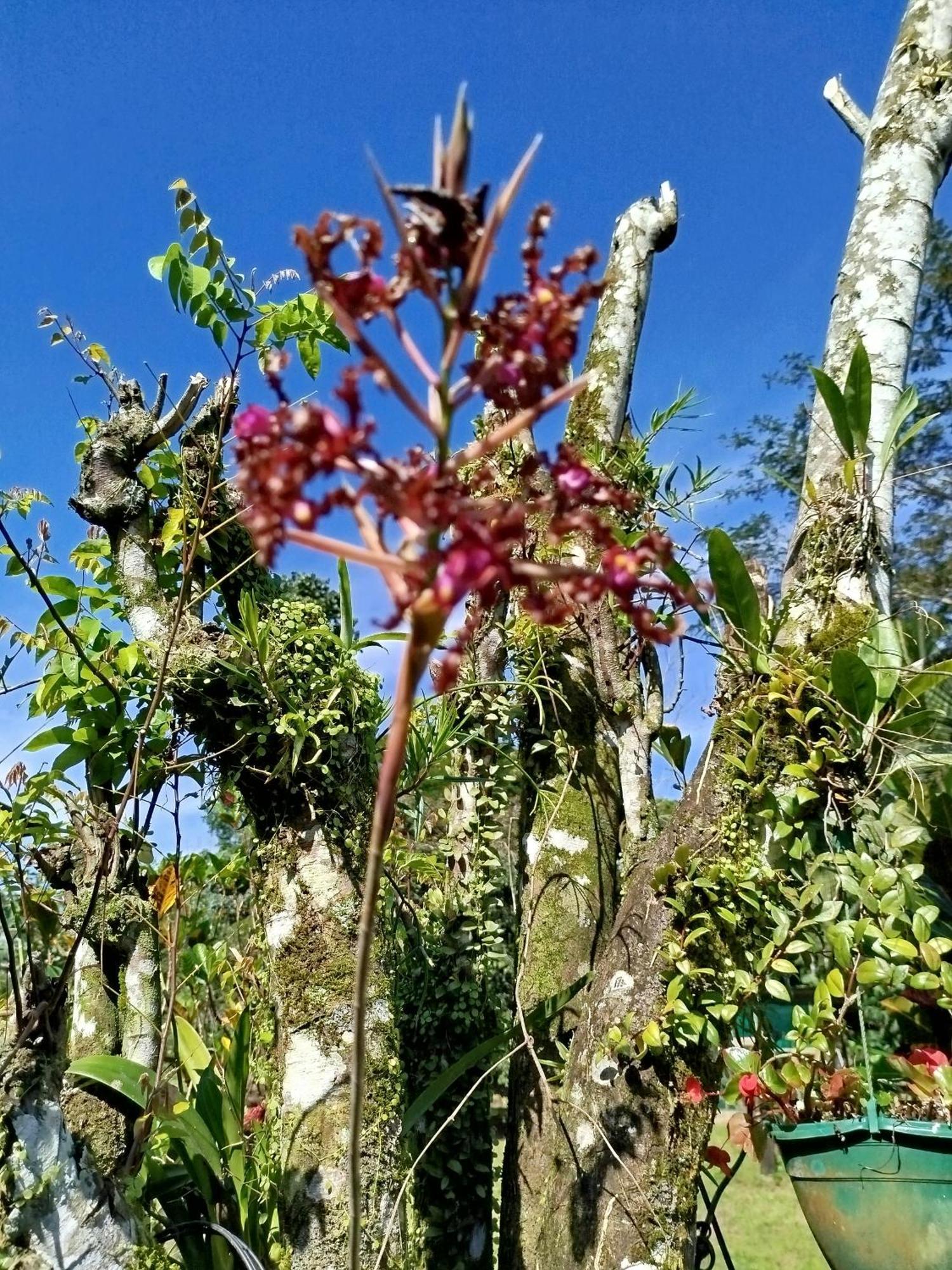 Paraiso Verde Siqurres Da Alegria Buitenkant foto