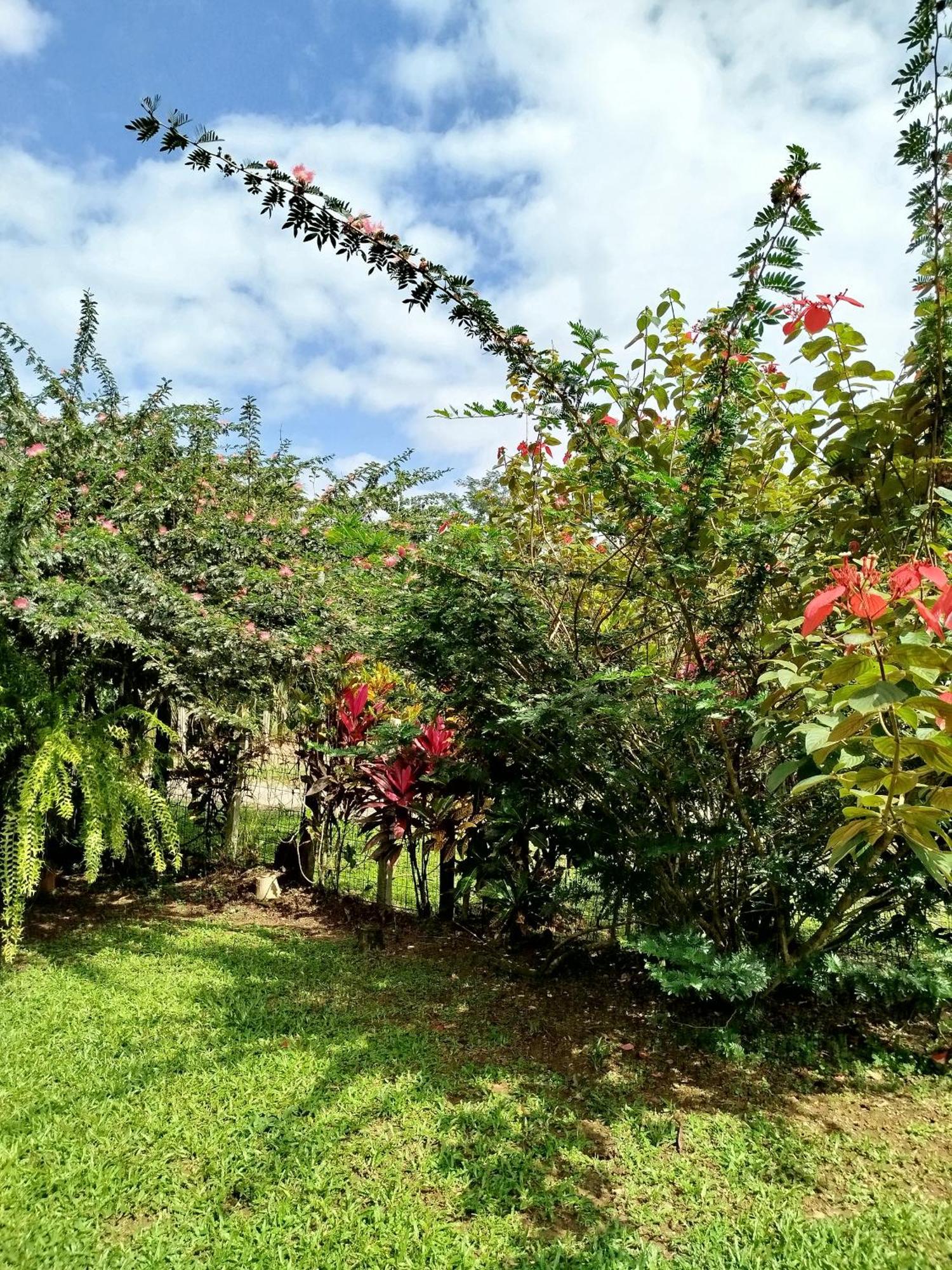 Paraiso Verde Siqurres Da Alegria Kamer foto