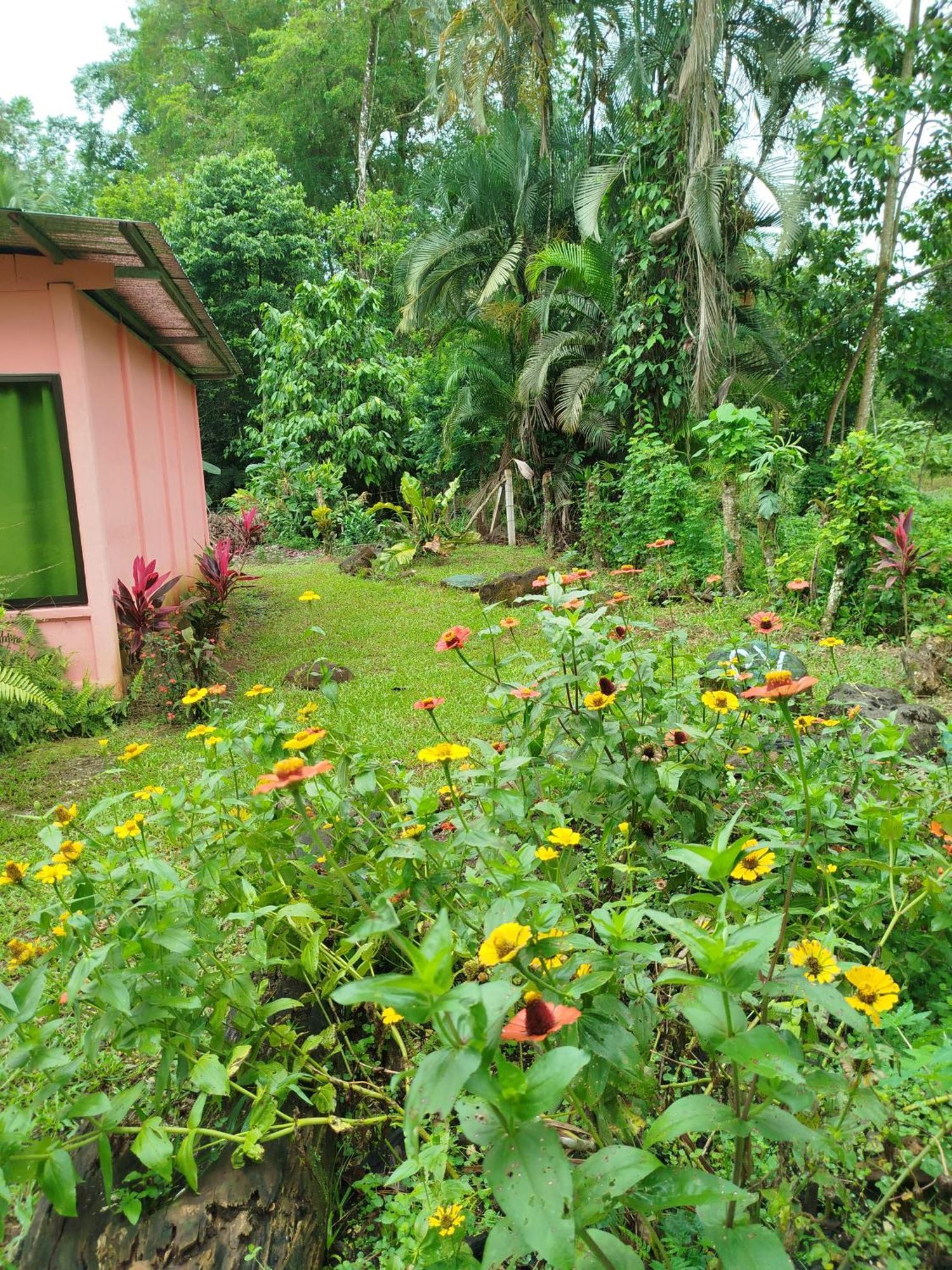 Paraiso Verde Siqurres Da Alegria Kamer foto